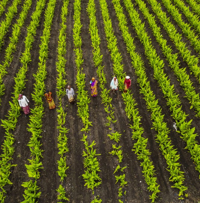 Aerial view of green agriculture field, India.